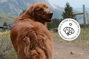 Hunde sind Willkommen